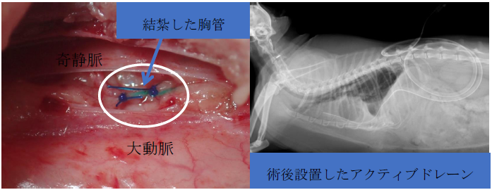 外科手術を実施した特発性乳び胸の猫の１例 亀戸動物総合病院 墨田区 犬 猫の動物病院